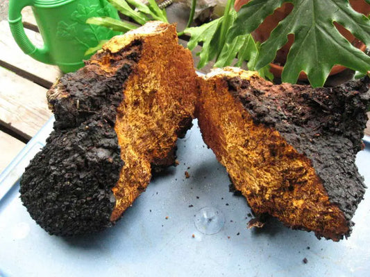 Chaga Mushroom