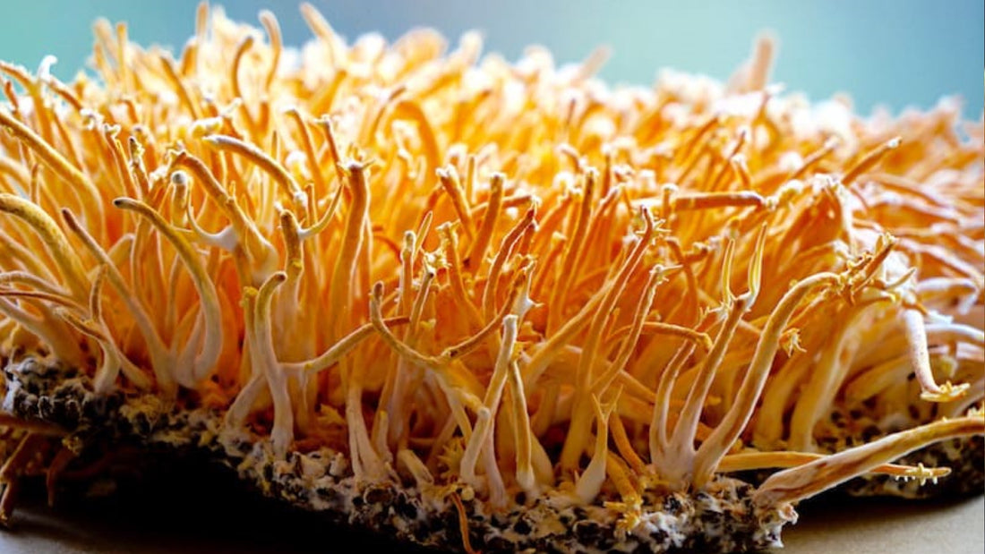 The Healing Power of Cordyceps Sinensis Medicinal Mushroom