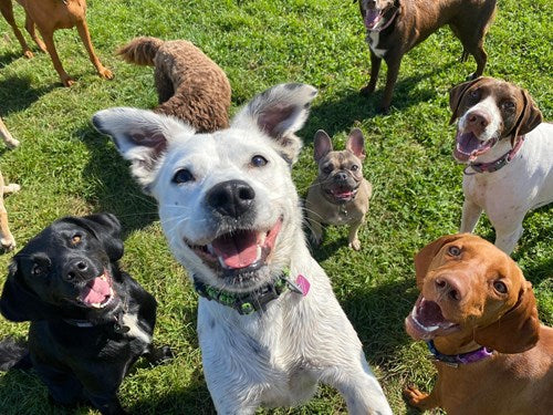 Can Dogs Have Mushrooms?