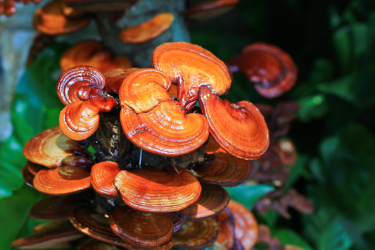 Reishi Mushrooms